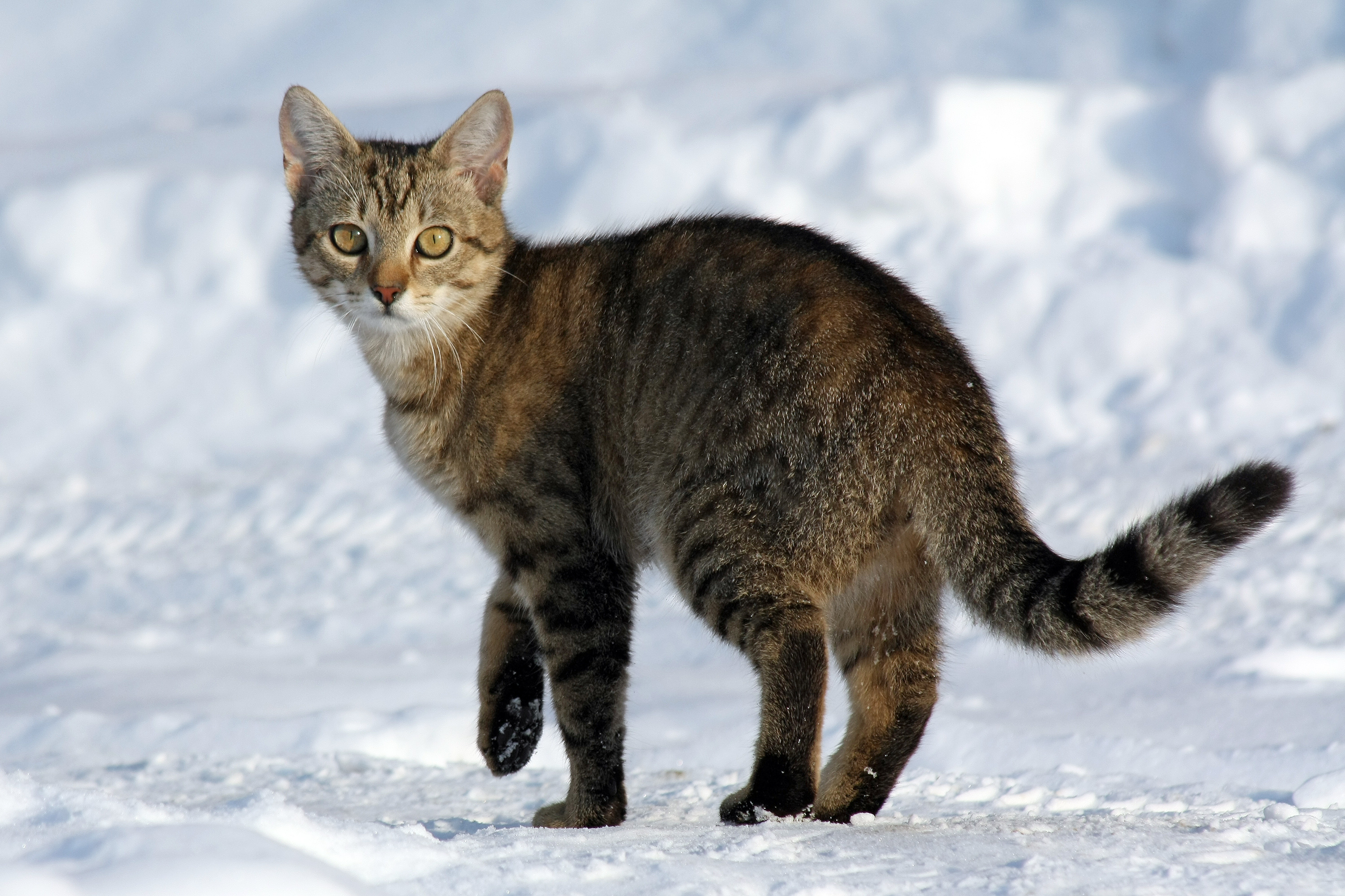 cat