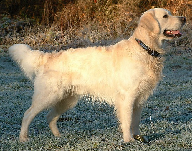 dog